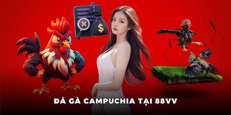 Các đấu trường Campuchia tại đá gà 88VV có nhiều hình thức cược.