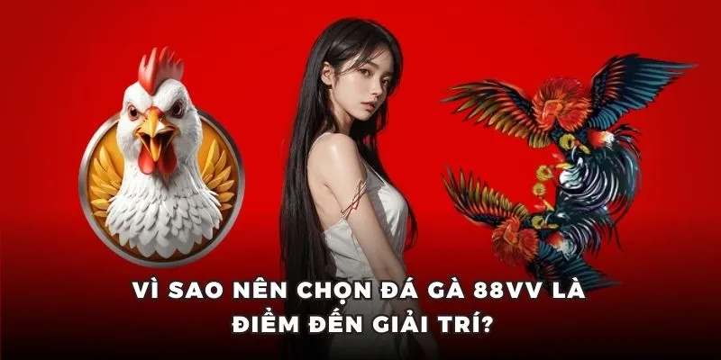 Khi tham gia đá gà 88VV hãy tận dụng các chương trình để tăng thưởng.