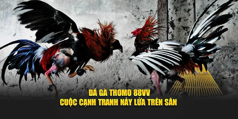 Đá gà thomo