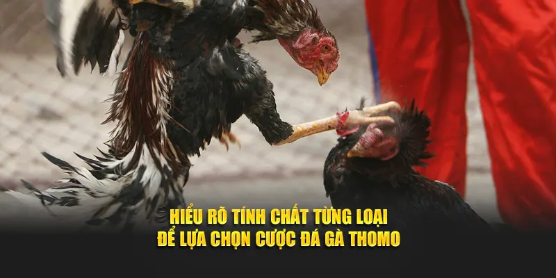 Hiểu rõ tính chất từng loại để lựa chọn cược đá gà Thomo