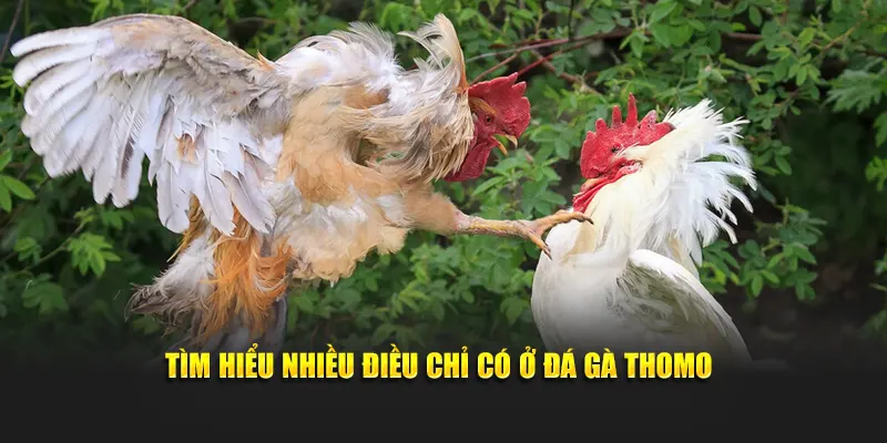 Tìm hiểu nhiều điều chỉ có ở đá gà Thomo